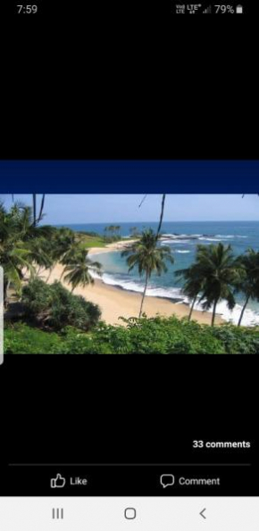 Coconut garden